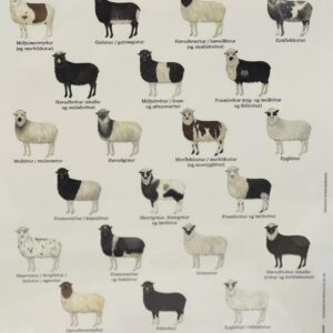 Colours and markings of Faroese Sheep
