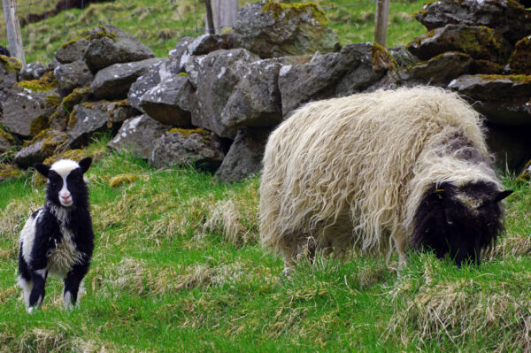 Sheep herding in the Faroe Islands – respecting farming traditions