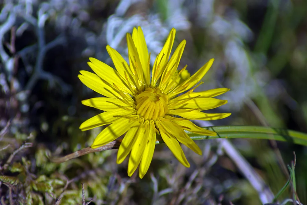 Wildlife Faroe Islands