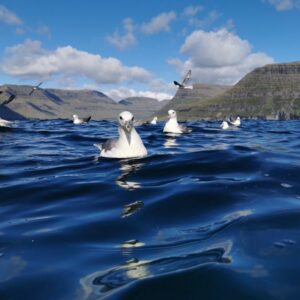 Seabirds, Seals & Seacaves Tour in Árnafjørður